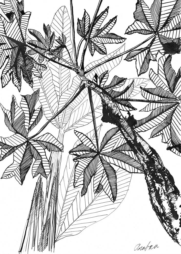Original pen and ink banana grove illustration looking up through tropical canopy leaves in detailed black line work, by Andrea Nicole.