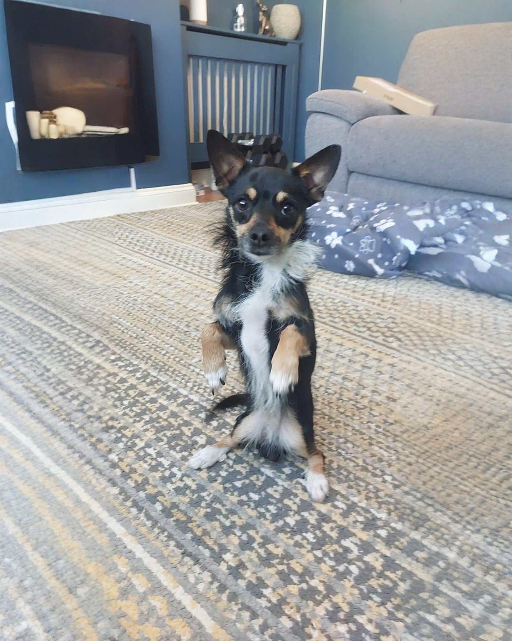 Bruno standing for his portrait, the photo his family sent