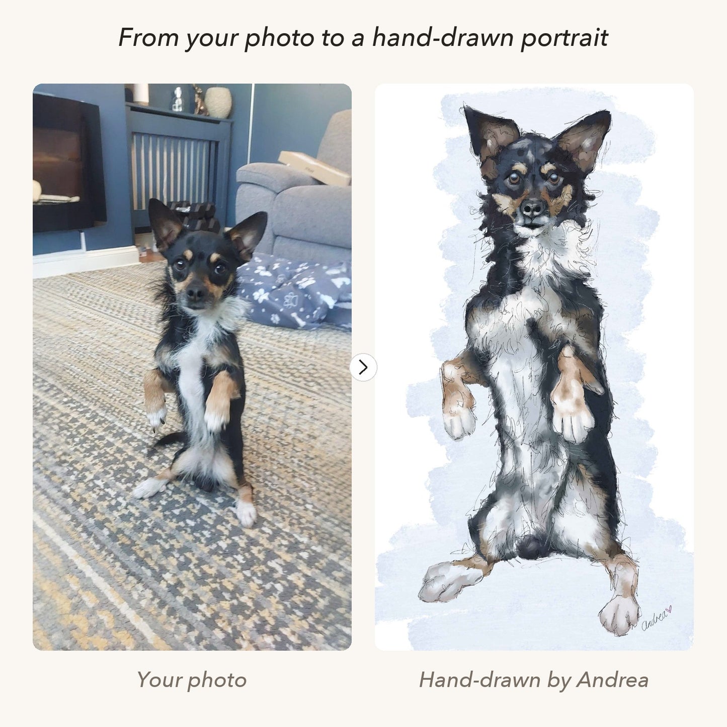 Before and after: a customer's photo of Bruno the dog beside Andrea's finished hand-drawn portrait of him.